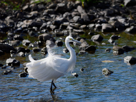 The pure white little egret of the clear Kamo River in Kyotoの写真素材