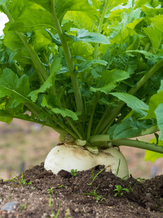 vegetable turnip in winter Kyoto