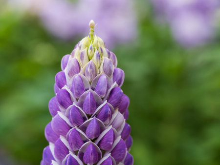 Small early blooming lupine blooms in springの写真素材