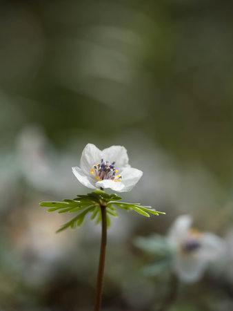 Pretty  Shibateranthis pinnatifida called Spring Ephemeralの写真素材
