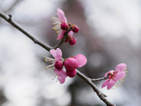 Beautiful pink plum blossom buds on the branch in early springの写真素材