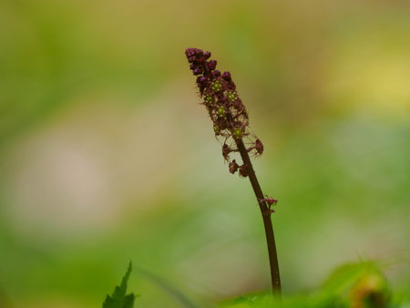 Rare wildflowers blooming in Japanese wetlandsの写真素材