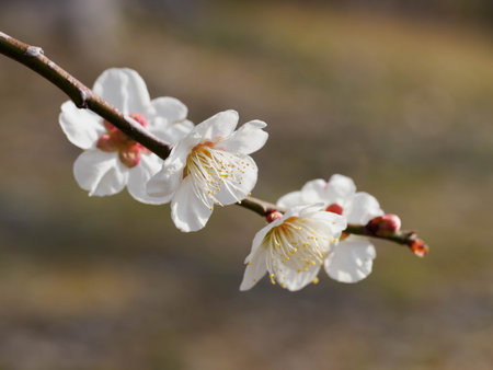 White Japanese apricot blooming beautifullyの写真素材