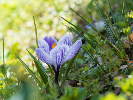 Purple stripe crocus blooming in early springの写真素材