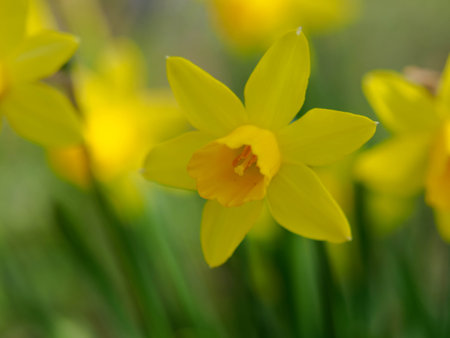 Beautiful yellow daffodils bloom in springの写真素材