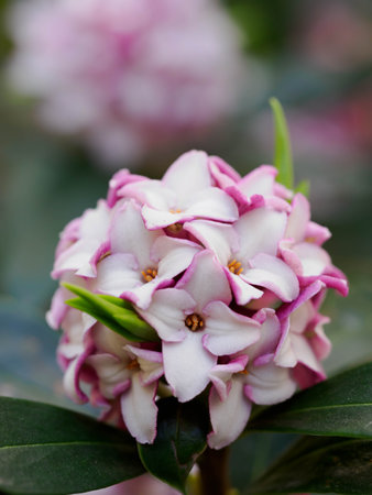eautiful Winter daphne are bloomingの写真素材