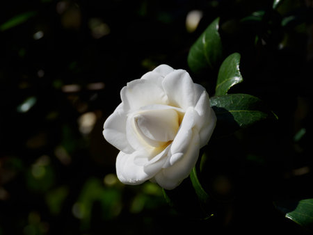 Pure white beautiful and noble camellia bloomの写真素材