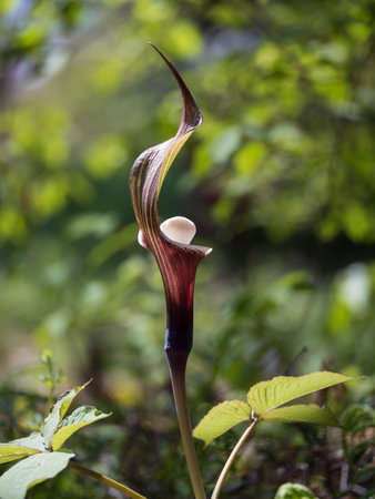 Japanese cobra lily bloom in the mountains of Japan in springの写真素材