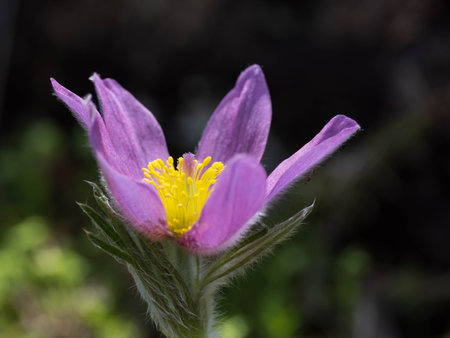 Purple Anemone pulsatilla flowers bloom in early summerの写真素材