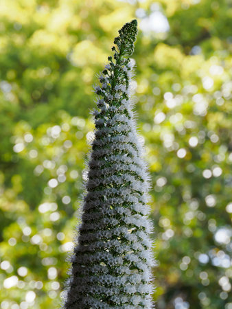 Echium simplex with many small white flowers,の写真素材