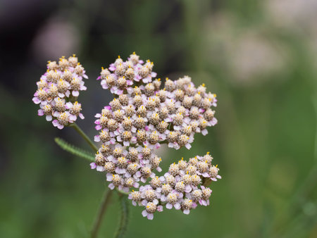 Light purple Achillea blooms in early summerの写真素材