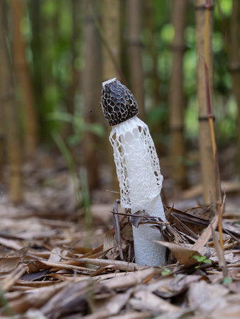Long net stinkhorn growing in the bamboo groveの写真素材