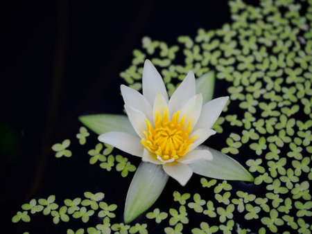 White pygmy water-lily
  floating on the waterの写真素材