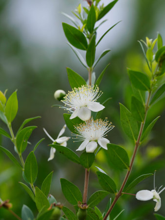 Beautiful myrtle flowers bloom in summer