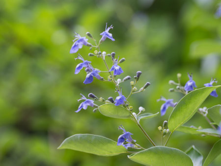 Blue-purple Vitex rotundifolia flowers bloom on the beachの写真素材