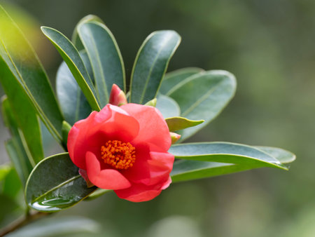 Beautiful bright red camellia flowers bloomの写真素材