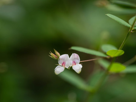 Small Lespedeza virgata flower in  early autumn Japanの写真素材