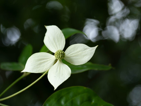 White flower on the branches of Cornus hongkongensisの写真素材