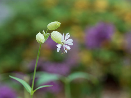 Beautiful white Bladder campion bloomsの写真素材