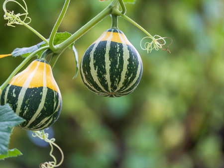 Pepo squash in the vegetable gardenの写真素材