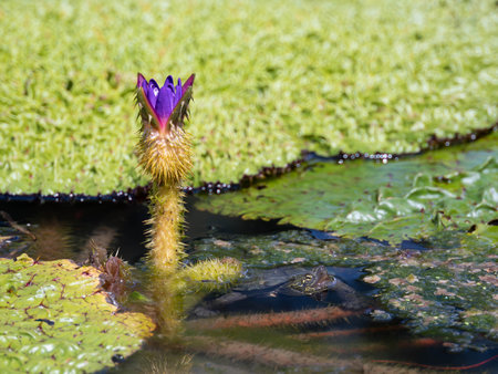 Gorgon plant flower and turtle in summerの写真素材