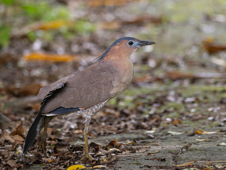 Black night heron on Ishigaki island in Japanの写真素材