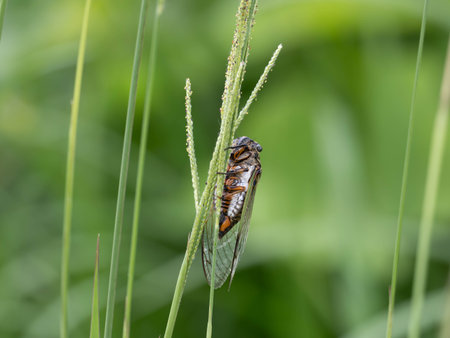 Japanese large cicada perched on the grass spike.
