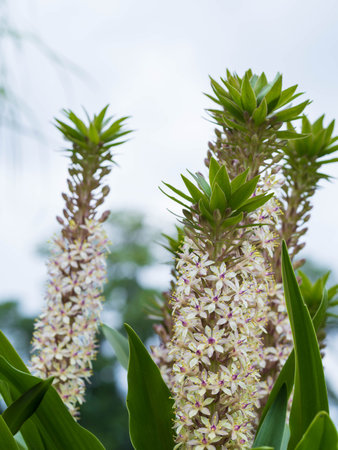 Unique pineapple tree flowers bloom in summerの写真素材