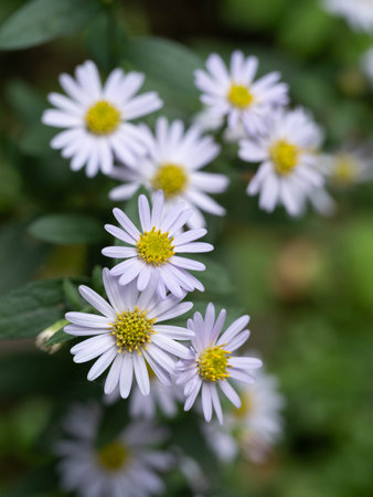 White wild chrysanthemum  bloom  in early autumnの写真素材
