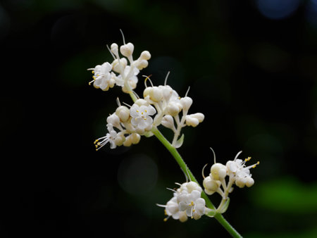 Pollia japonica growing wild in the summer forestの写真素材