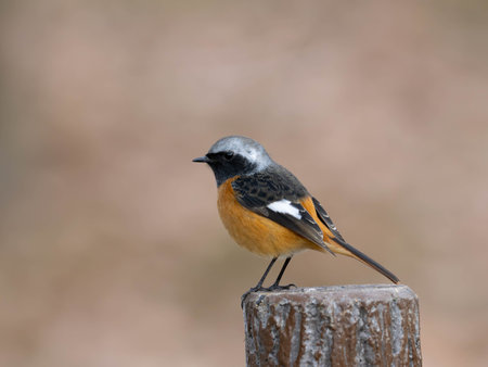 Beautiful orange male Daurian Redstartの写真素材