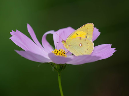 Pale clouded yellow sucking nectar from cosmos flowersの写真素材