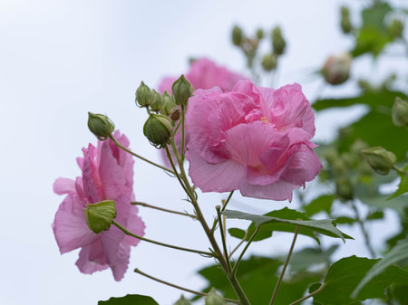 Beautiful pink Confederate rose flowers bloomの写真素材