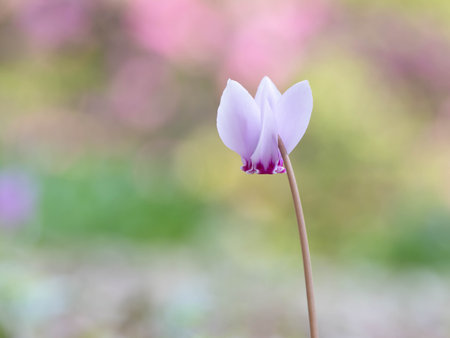 Pretty cyclamen hederifolium bloomsの写真素材