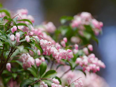 Pretty pink Japanese andromedaの写真素材