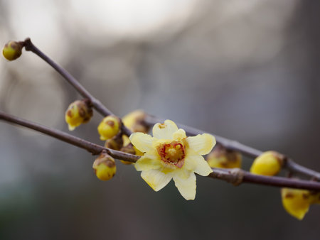 Yellow flowers of Japanese allspice blooming in early springの写真素材