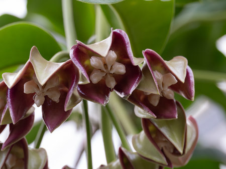 Unique tropical flower Hoya imperialisの写真素材