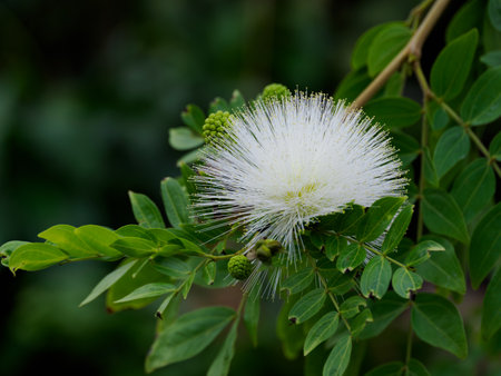 White flower varieties of Calliandra haematocephalaの写真素材