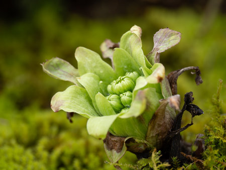 Japanese wild plants called Fukinoto