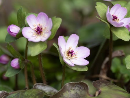Anemone hepatica blooms in the spring field