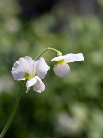 pea flowers in the vegetable gardenの写真素材