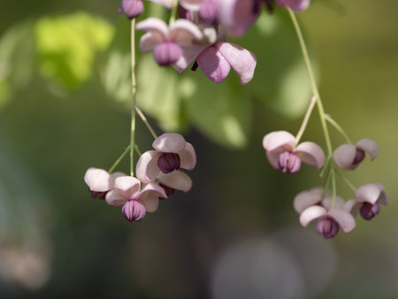 Male flowers of akebi bloom in springの写真素材