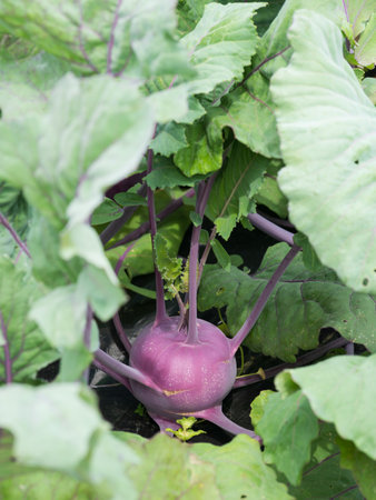 Purple Turnip cabbage in the vegetable gardenの写真素材