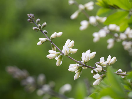 Baptisia alba white flowers bloomの写真素材