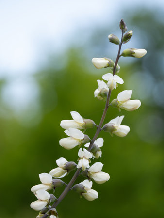 Baptisia alba white flowers bloomの写真素材