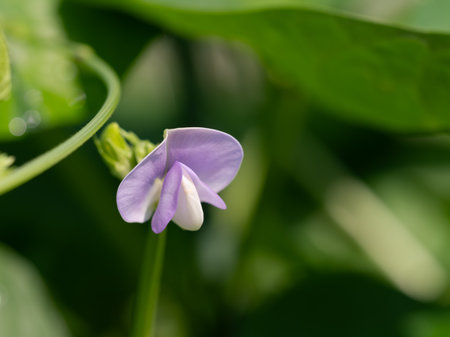 Beautiful cowpea flowers bloom in the vegetable garden in early summerの写真素材