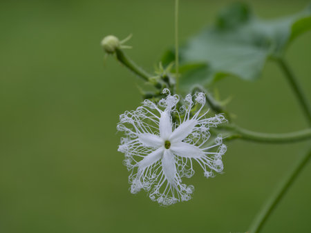 Snake gourd white lace-like flower