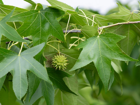American Sweetgum leaves and immature fruits in early summerの写真素材
