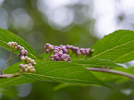 Japanese beautyberry in the Japanese autumn forestの写真素材