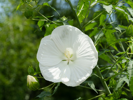 Large titanbicus blooms in a summer flowerbedの写真素材